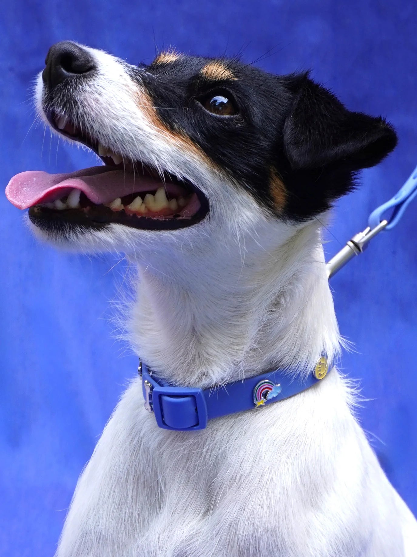 PAWPOPZ – Charm „Regenbogen“ - OSSO BLU