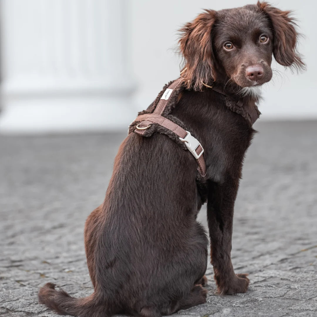 DREW'S DOGWEAR - Pettorina Teddy (marrone)