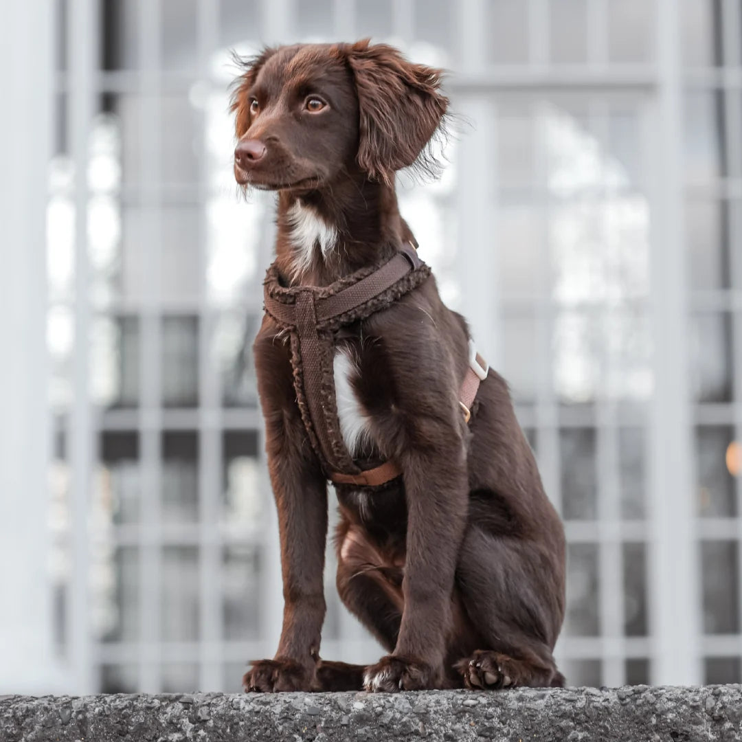 DREW'S DOGWEAR - Pettorina Teddy (marrone)