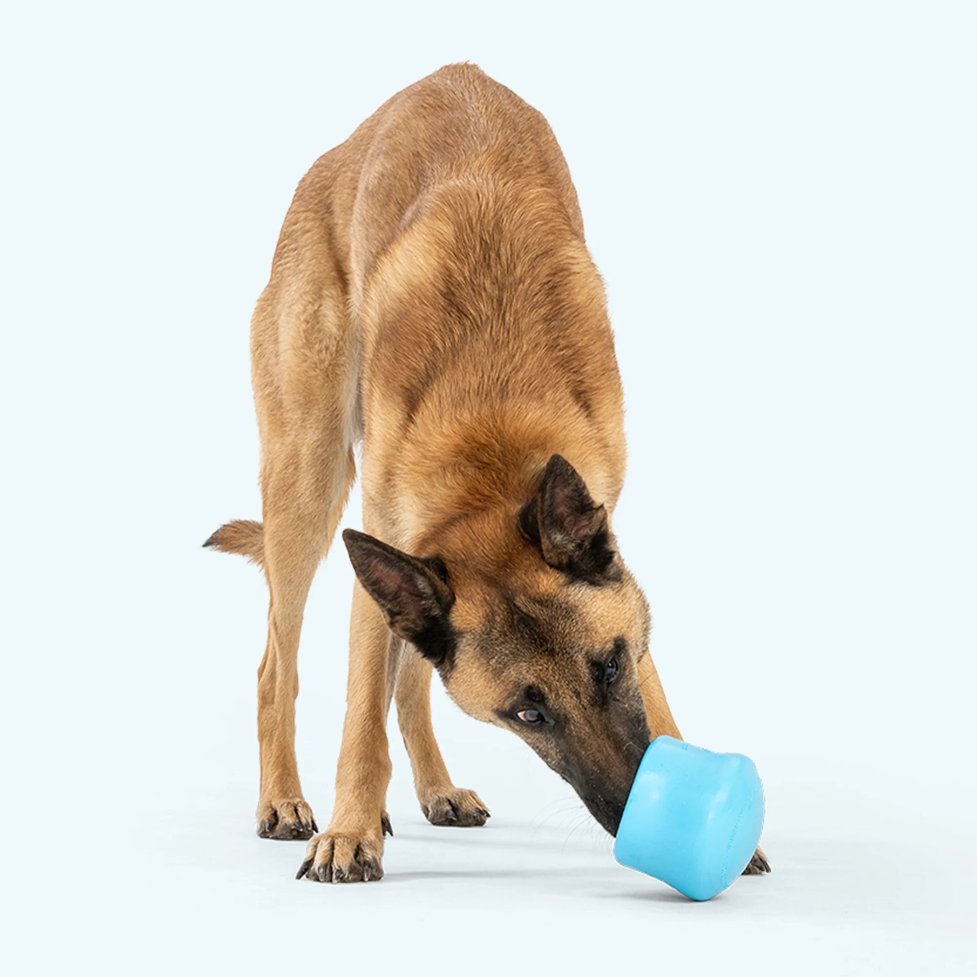 WEST PAW - Toppl® – Intelligenzspielzeug mit Leckerli-Funktion - OSSO BLU
