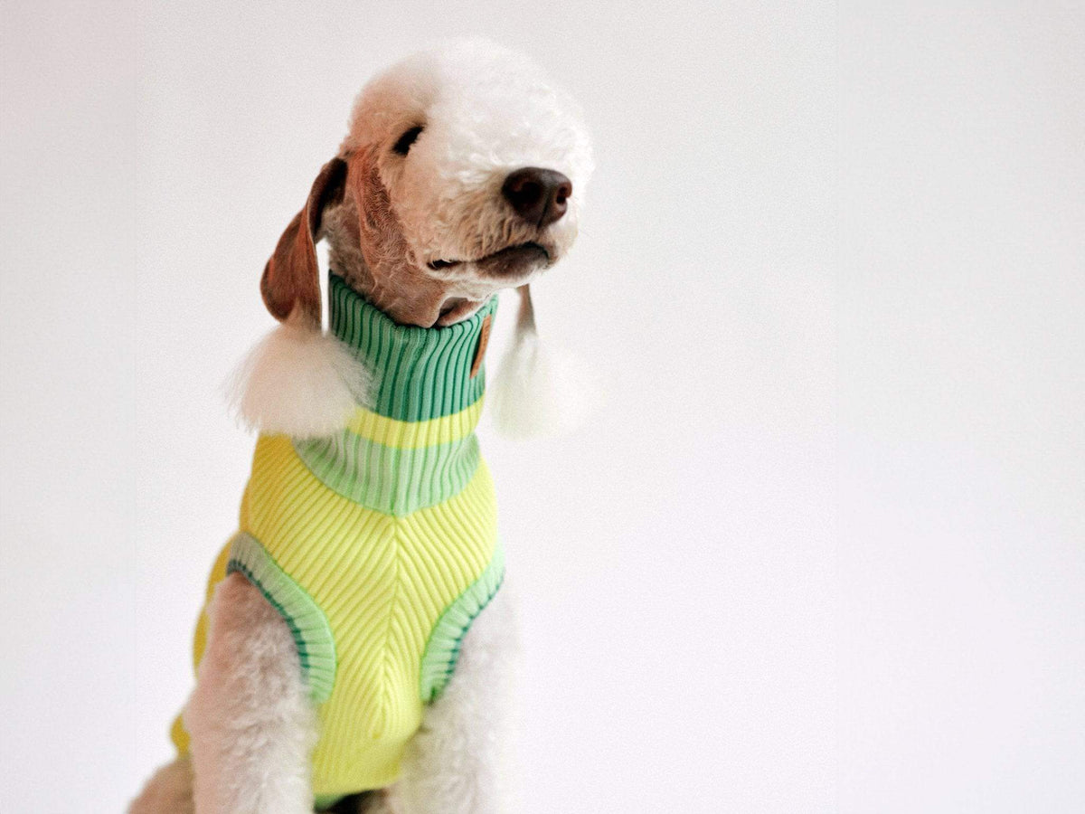 LUMIIES – Glow Jumper 2.0 Hundepullover Neon Matcha