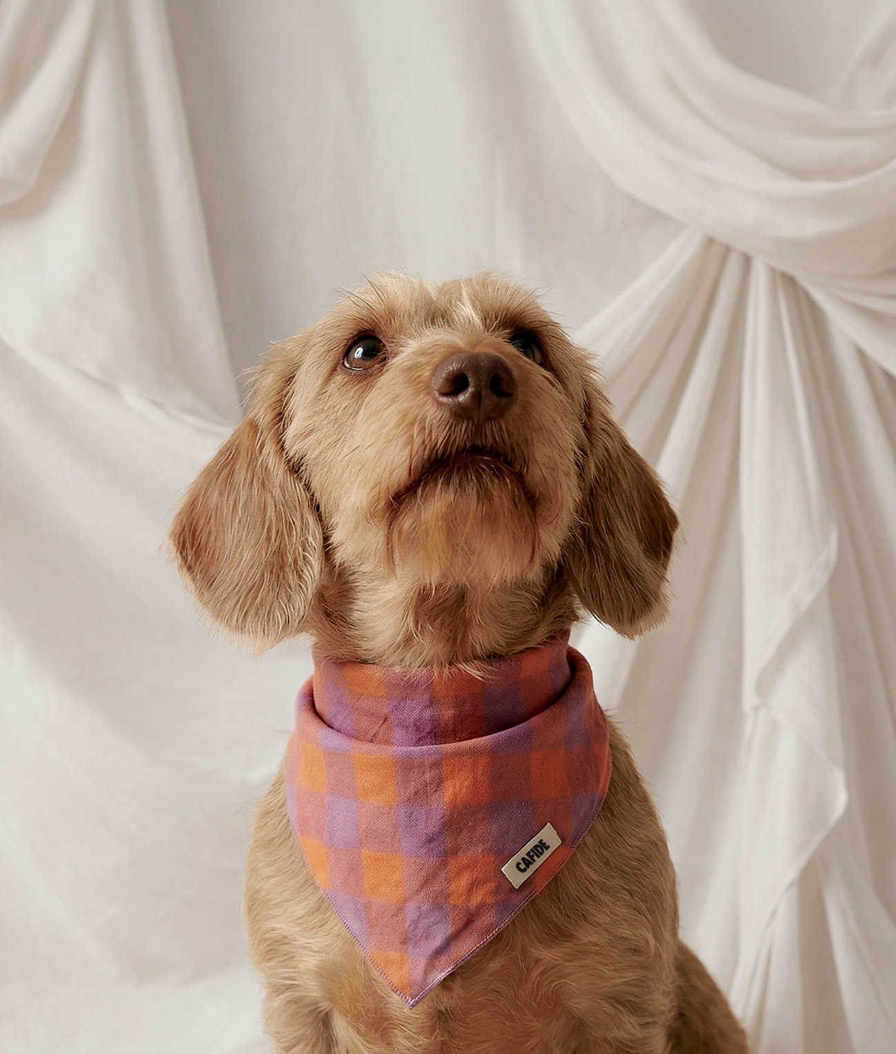 CAFIDE – Bandana per cani a quadri Vichy (viola)