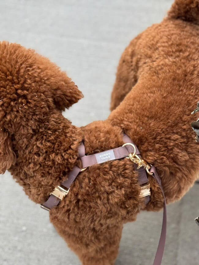 SUNNY TAILS - Wasserfestes Hundegeschirr - Espresso Brown - OSSO BLU