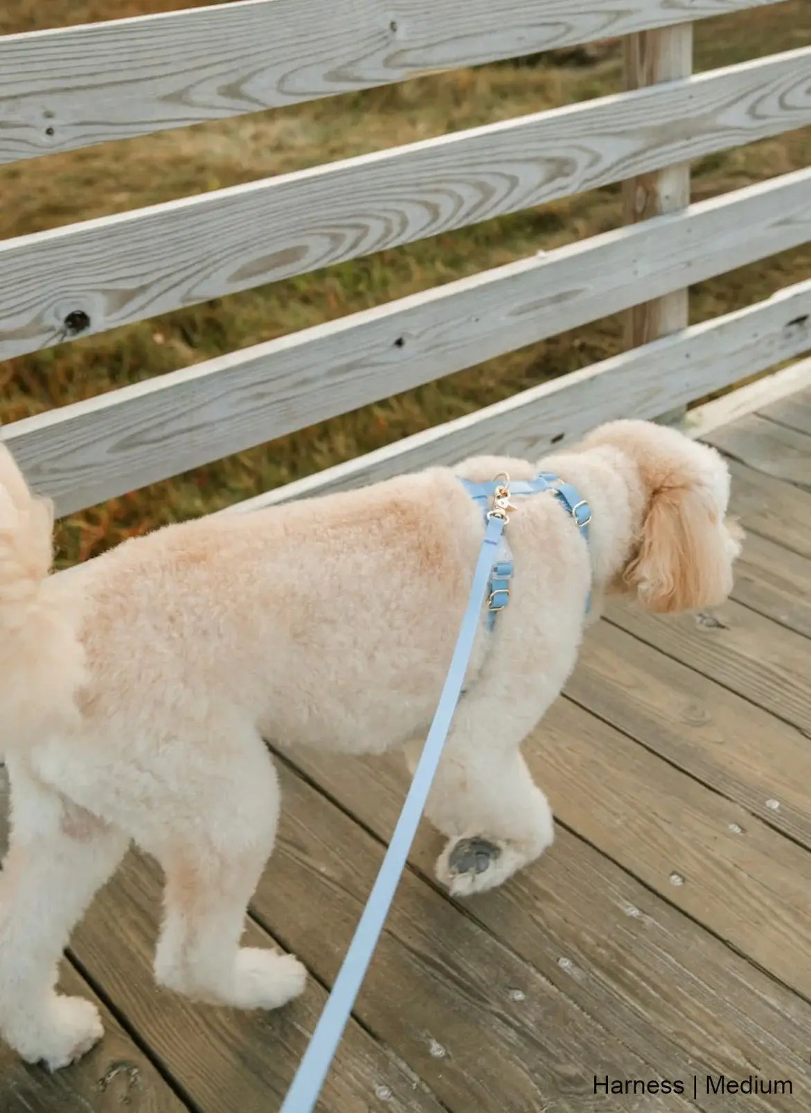 SUNNY TAILS - Wasserdichtes Hundegeschirr - Malibu Blue - OSSO BLU