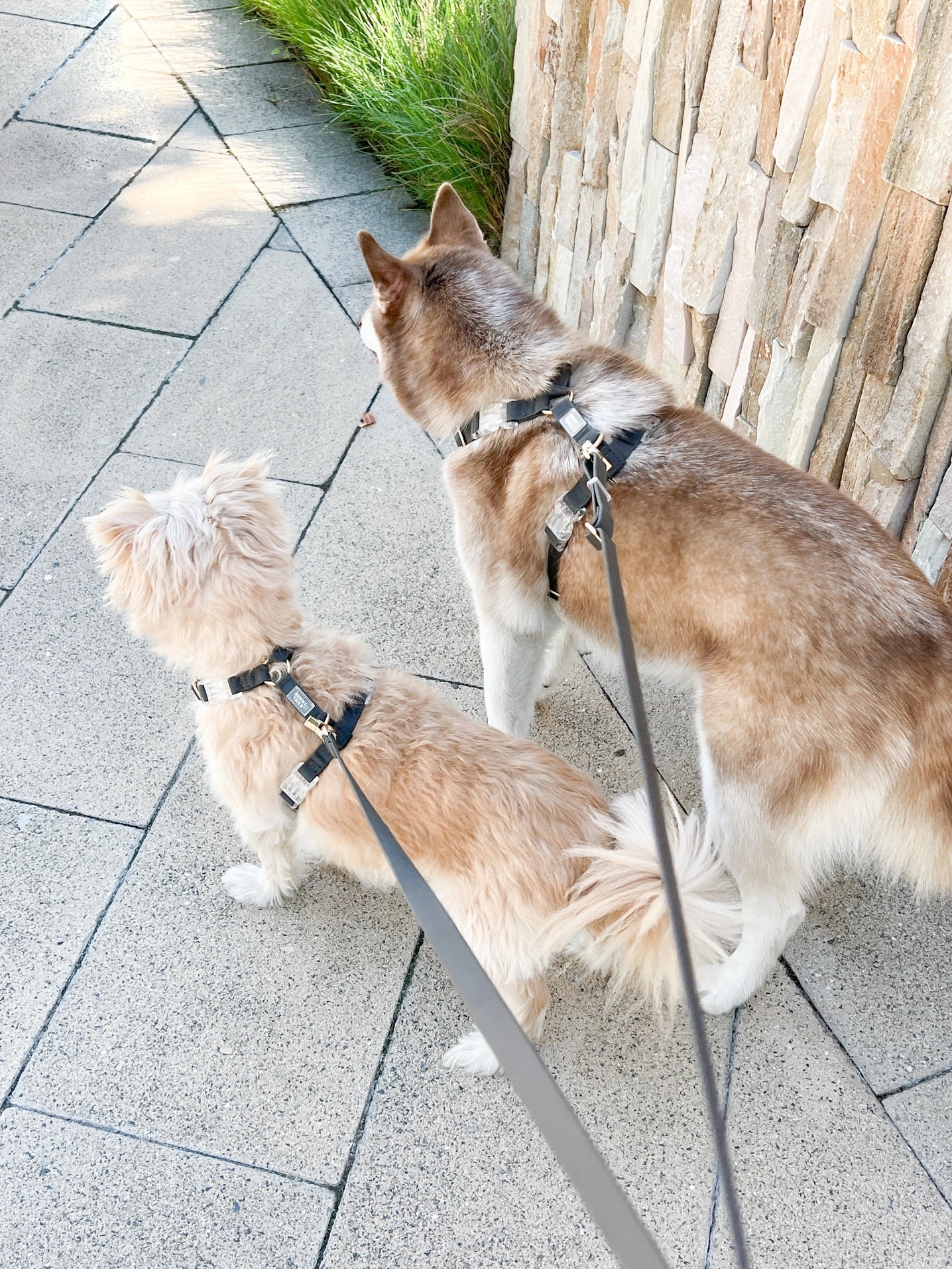 SUNNY TAILS - Wasserdichtes Hundegeschirr - Ember Black - OSSO BLU