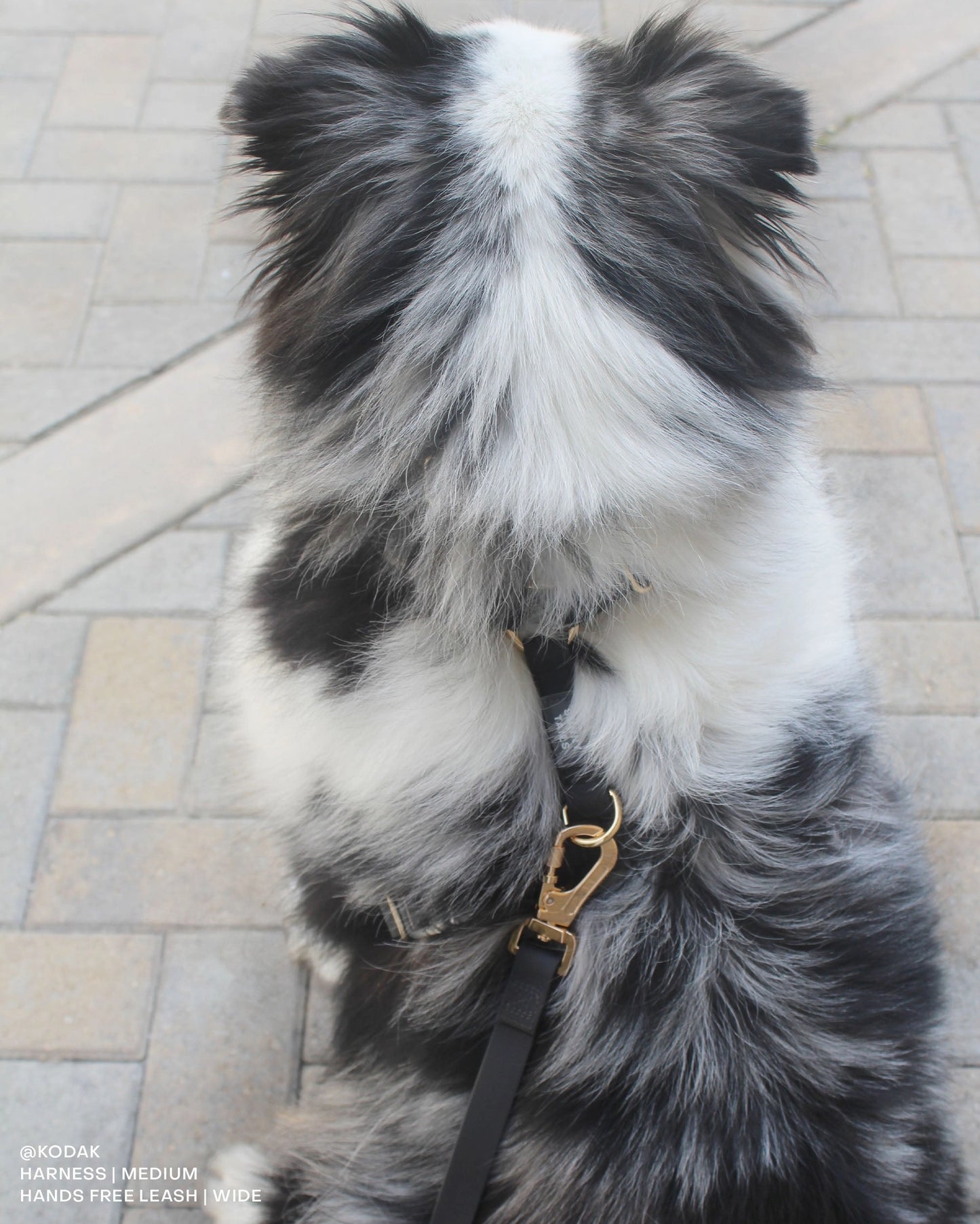 SUNNY TAILS - Wasserdichtes Hundegeschirr - Ember Black - OSSO BLU