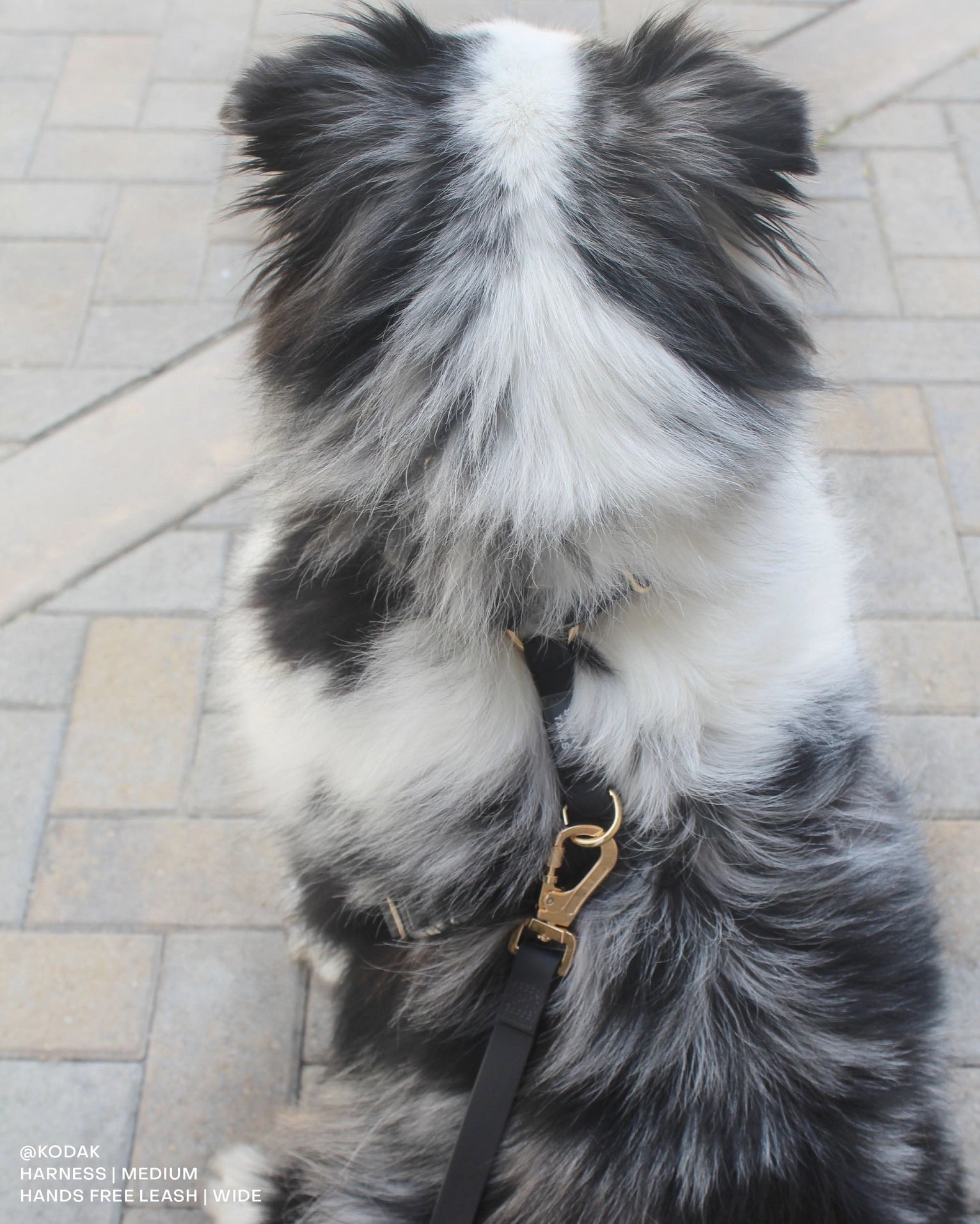 SUNNY TAILS - Wasserdichtes Hundegeschirr - Ember Black - OSSO BLU