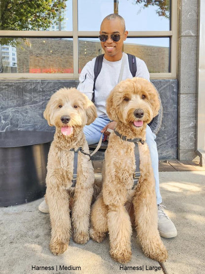 SUNNY TAILS - Wasserdichtes Hundegeschirr - Ember Black - OSSO BLU