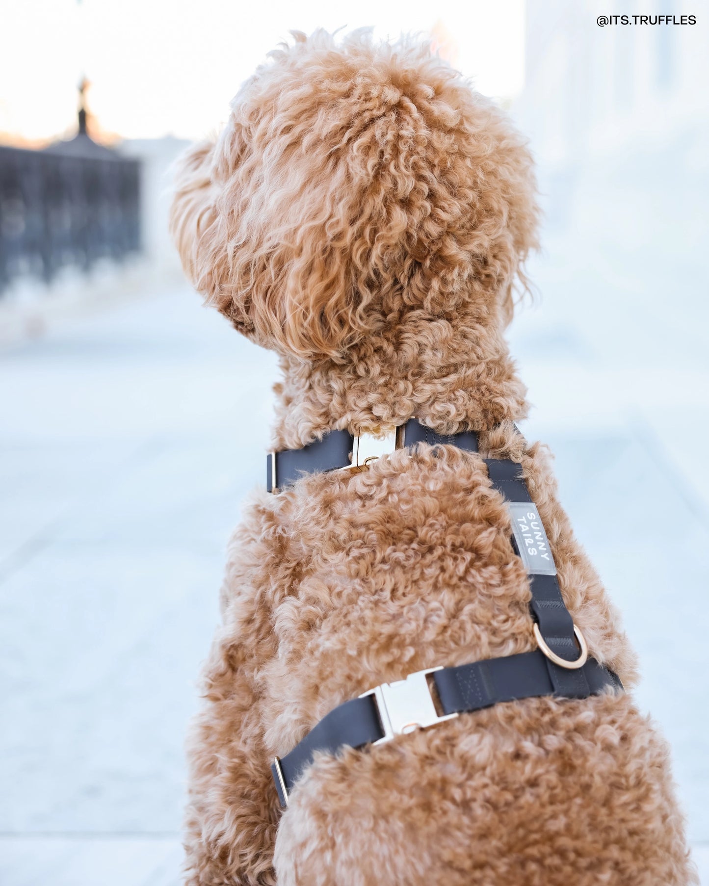 SUNNY TAILS - Ember Black Cloud Lite Dog Harness - OSSO BLU