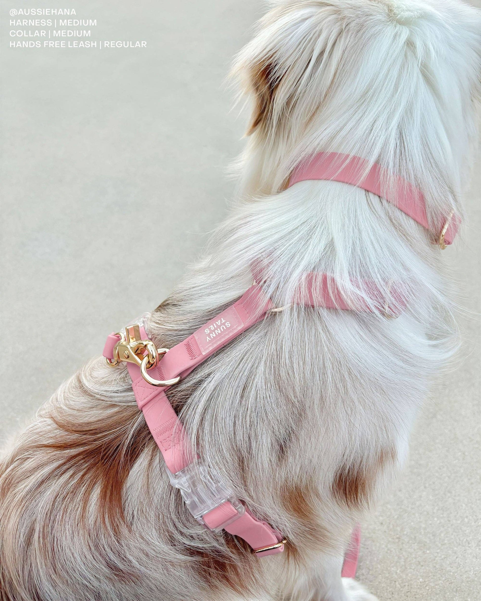 SUNNY TAILS - Wasserdichtes Hundehalsband - Perfect Pink - OSSO BLU