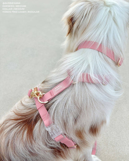 SUNNY TAILS - Wasserdichtes Hundehalsband - Perfect Pink - OSSO BLU