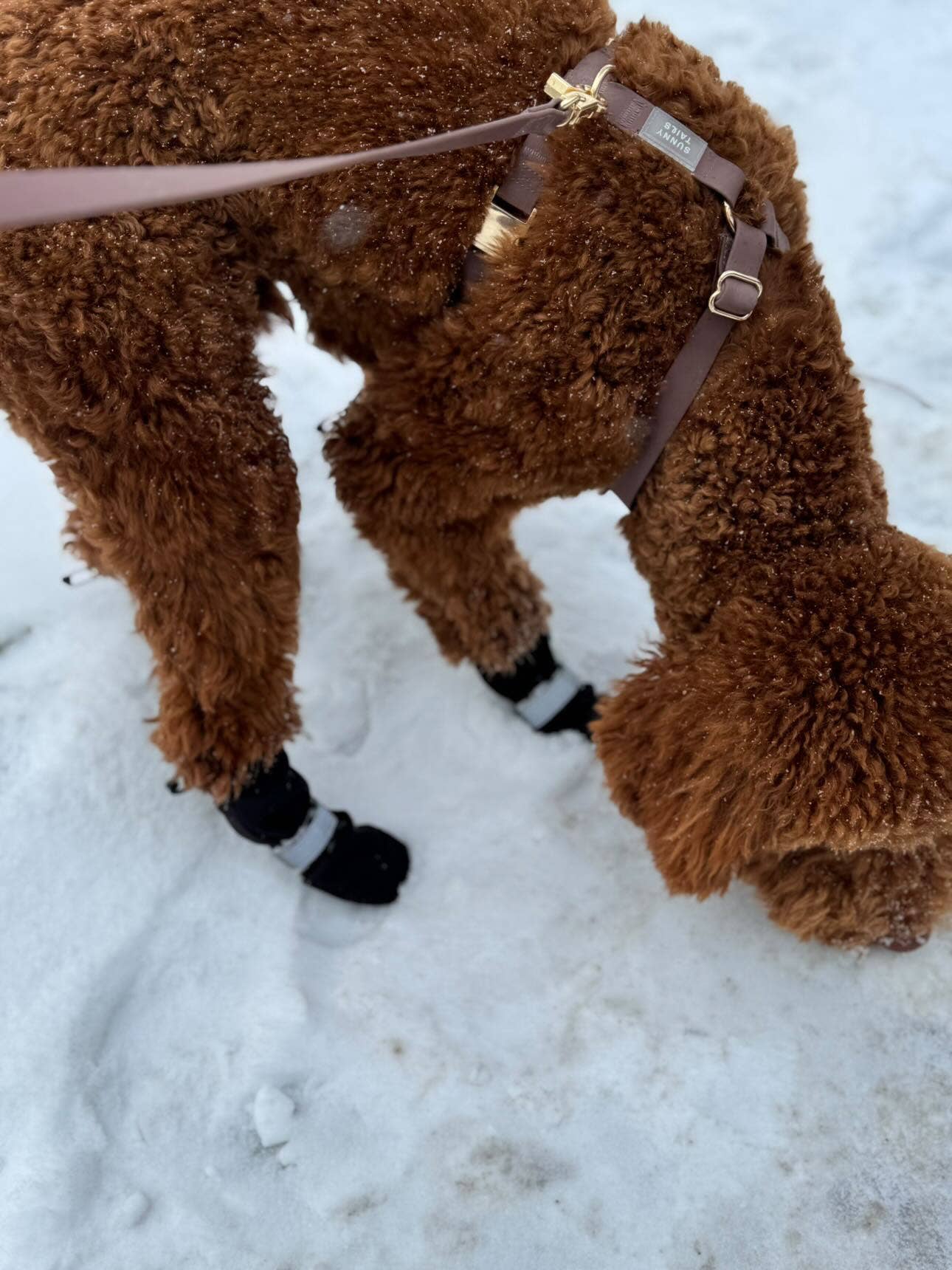 SUNNY TAILS - Wasserfestes Hundegeschirr - Espresso Brown - OSSO BLU