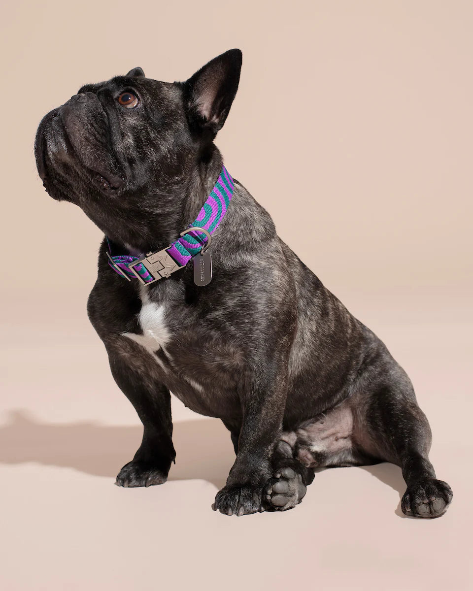 HOT DOGGIES - Halsband „Lola Groove“ - OSSO BLU