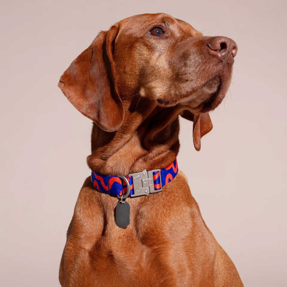 HOT DOGGIES - Collare "Rocky Electric"