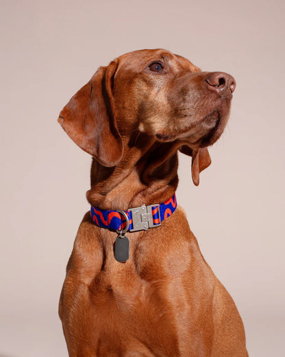 HOT DOGGIES - Halsband „Rocky Electric“ - OSSO BLU