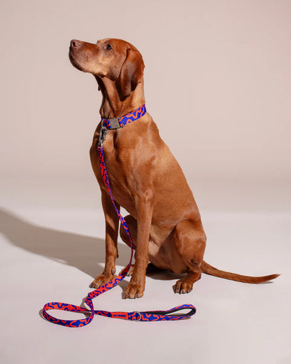 HOT DOGGIES - Halsband „Rocky Electric“ - OSSO BLU