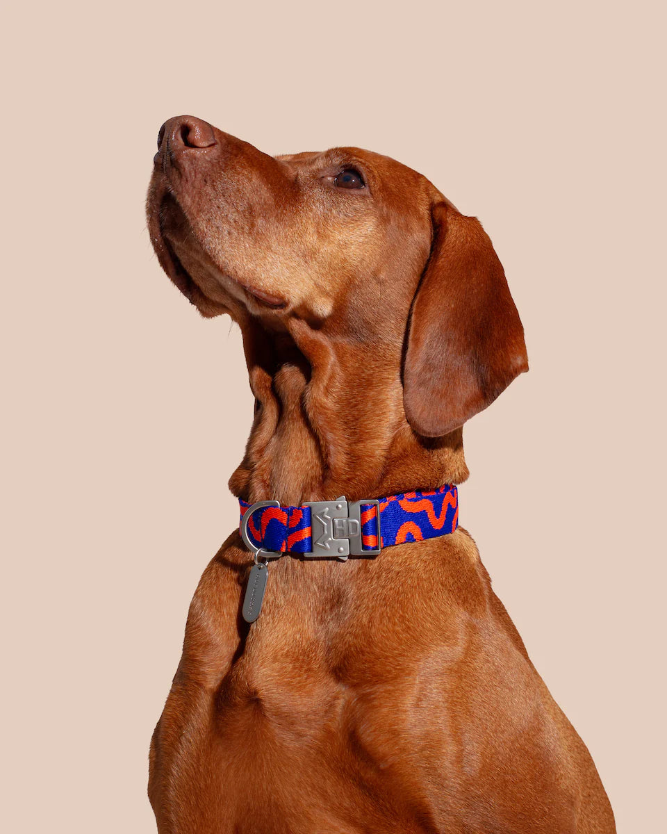 HOT DOGGIES - Halsband „Rocky Electric“ - OSSO BLU