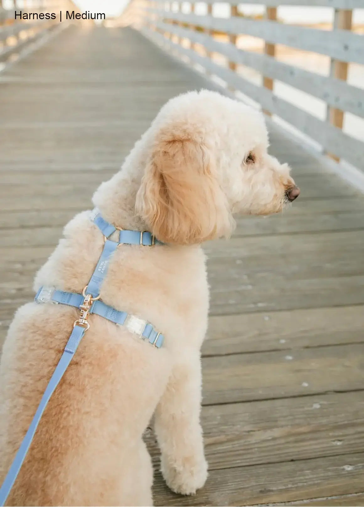 SUNNY TAILS - Wasserdichtes Hundegeschirr - Malibu Blue - OSSO BLU