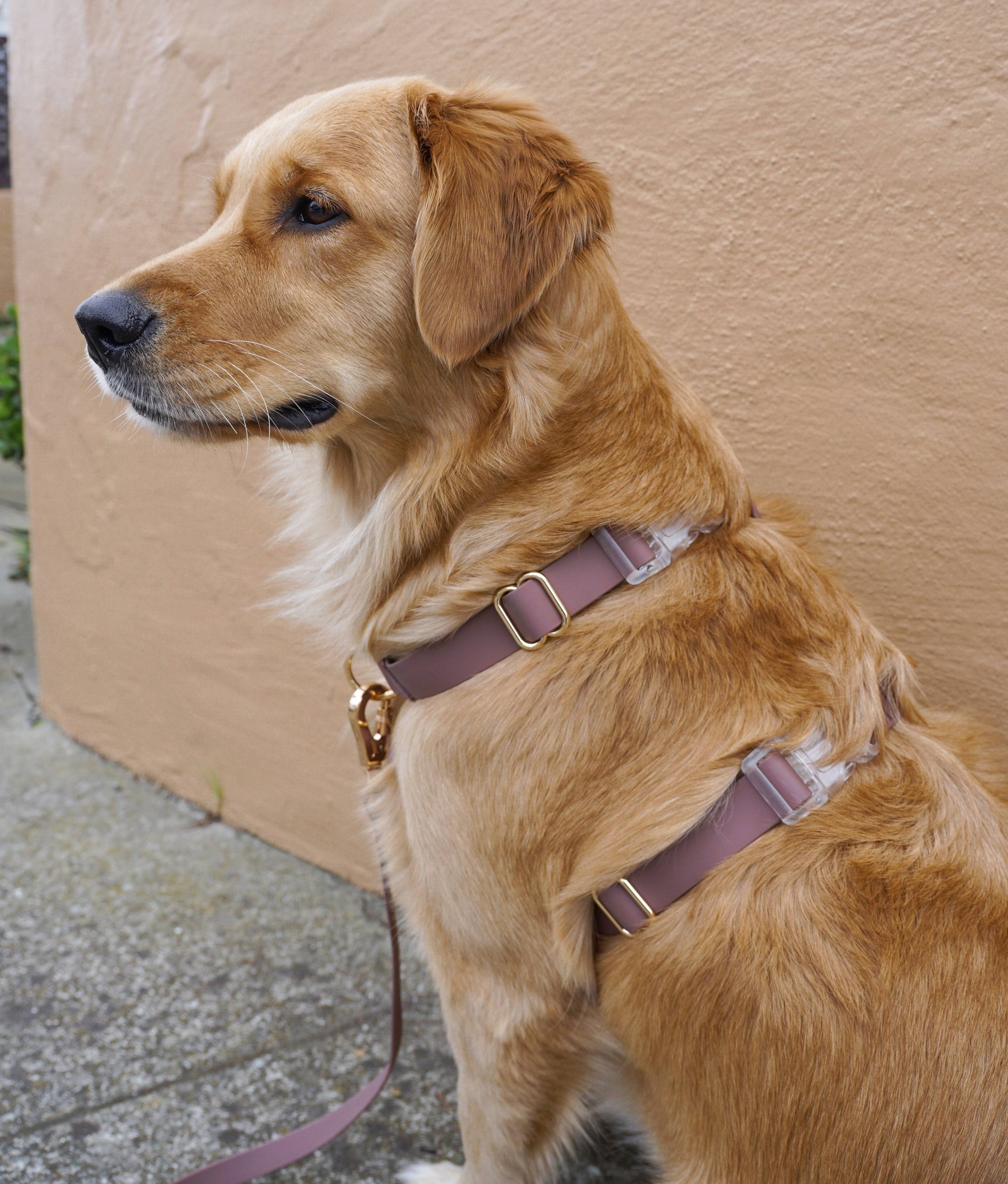 SUNNY TAILS - Wasserdichtes Hundegeschirr - Espresso Brown - OSSO BLU