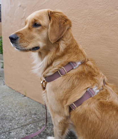 SUNNY TAILS - Wasserdichtes Hundegeschirr - Espresso Brown - OSSO BLU