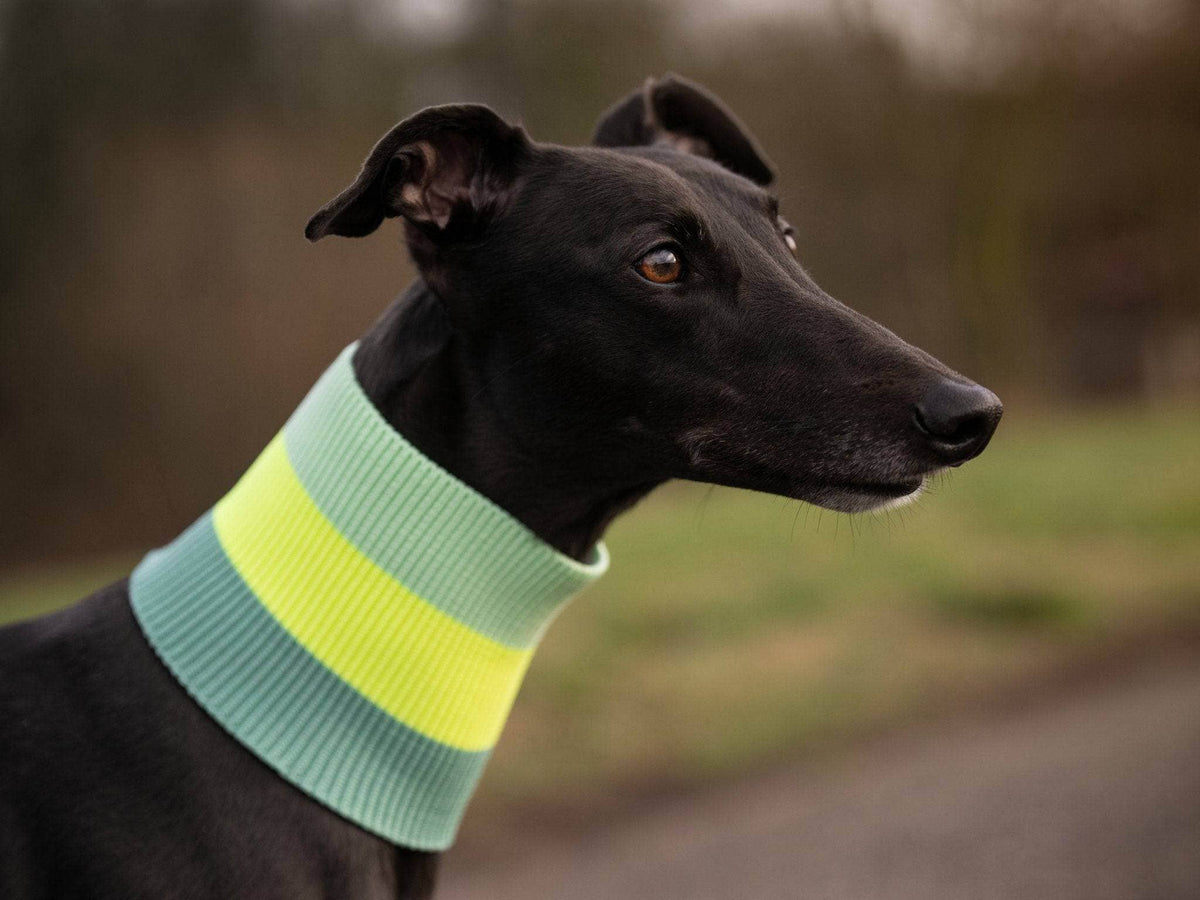 LUMIIES – Glow Loop 2.0 Hundeschal Neon Matcha