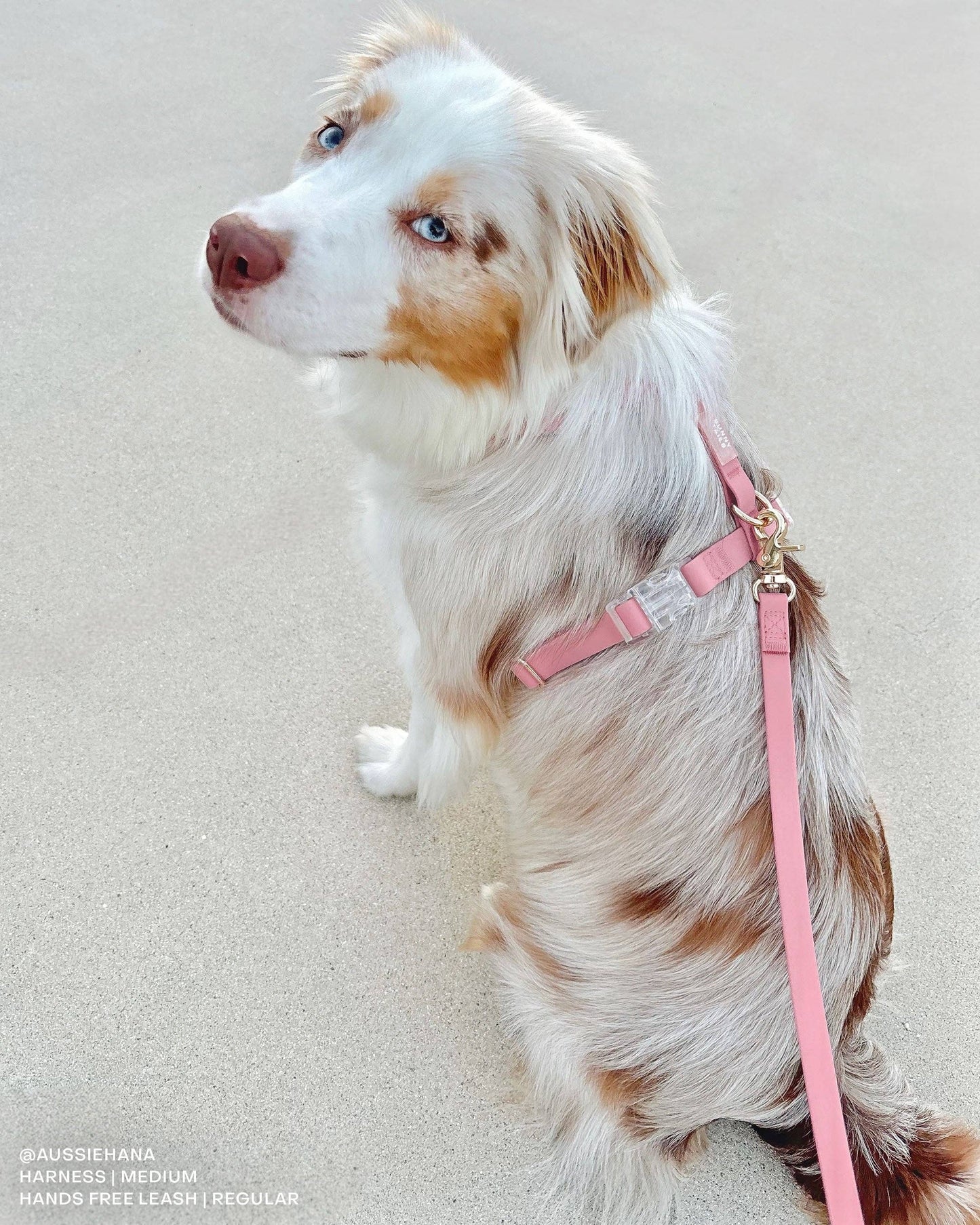 SUNNY TAILS - Wasserdichte Hundeleine - Perfect Pink - OSSO BLU
