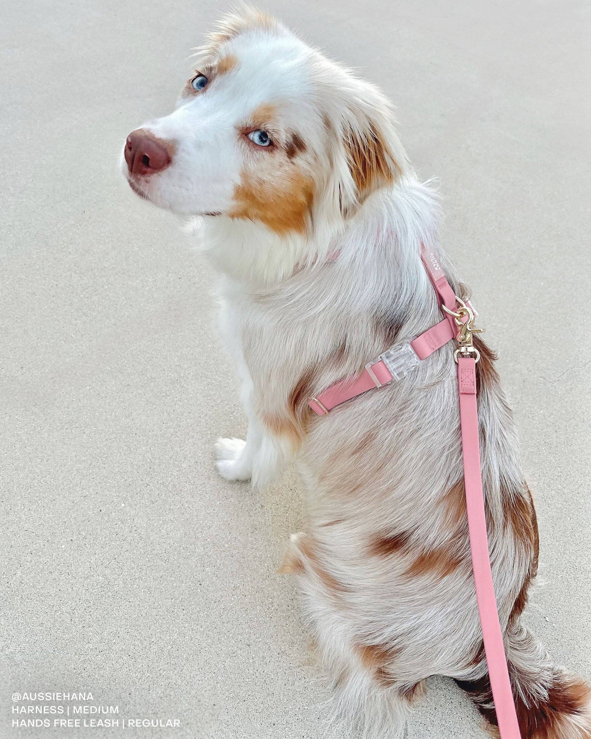 SUNNY TAILS - Wasserdichte Hundeleine - Perfect Pink - OSSO BLU