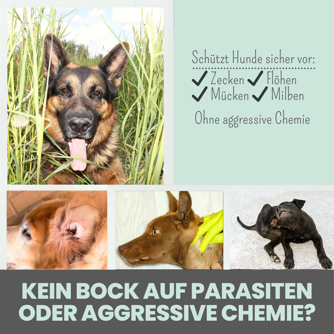 NOMS+ - Zeckenspray für Hunde – Natürlicher Schutz gegen Zecken, Flöhe, Milben & Mücken - OSSO BLU