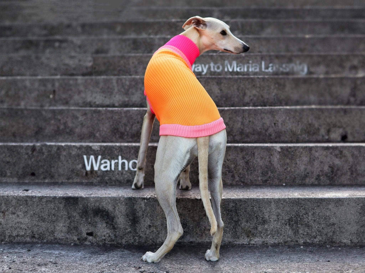 LUMIIES – Glow Jumper 2.0 Hundepullover Sunny Tangerine