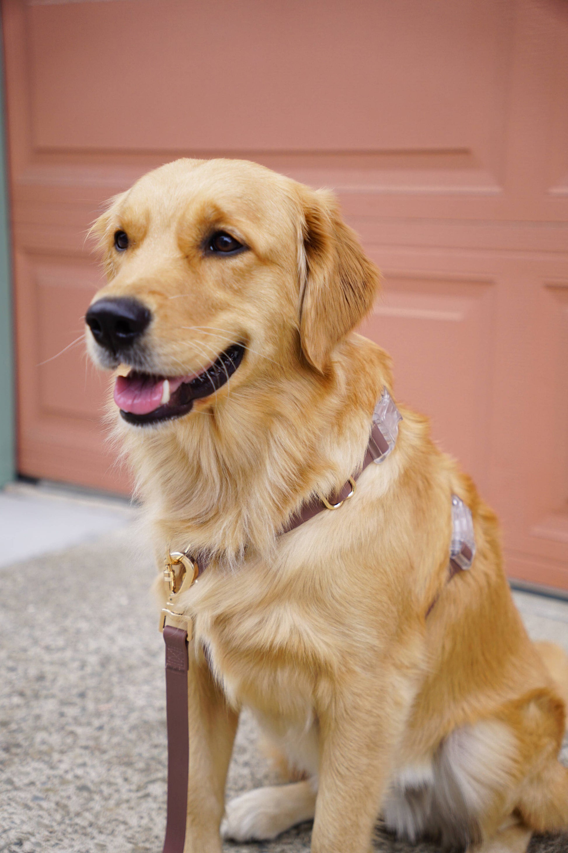 SUNNY TAILS - Wasserdichtes Hundegeschirr - Espresso Brown - OSSO BLU