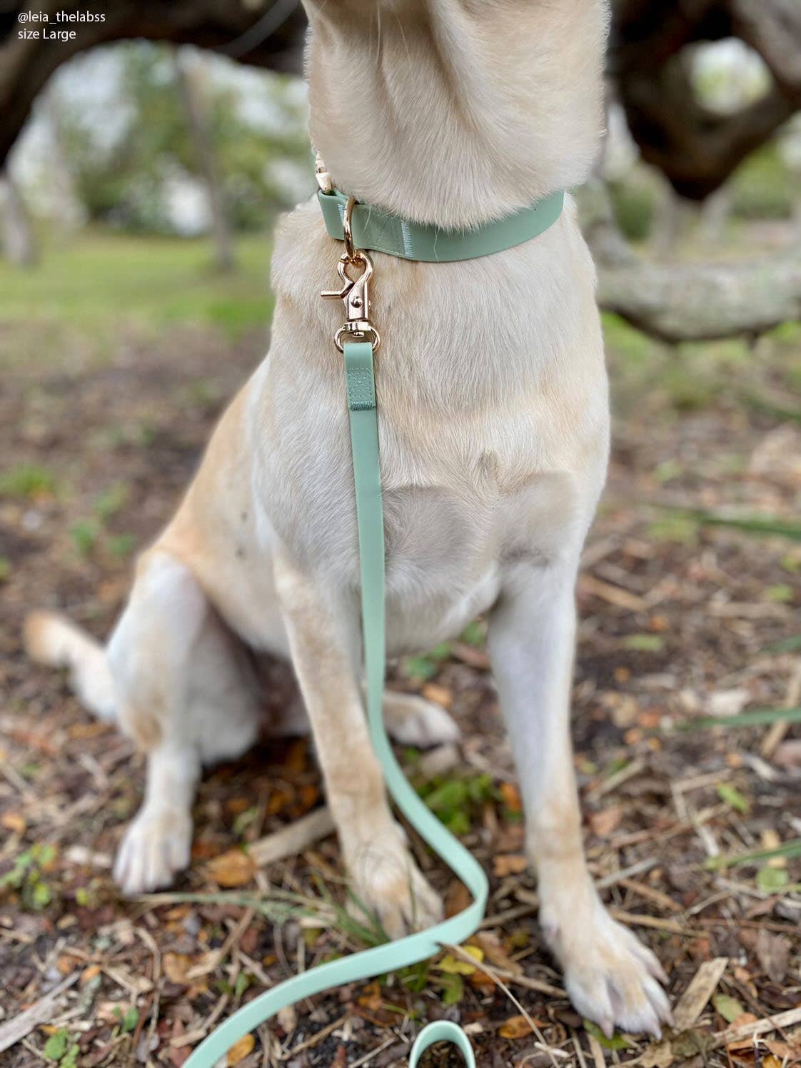 SUNNY TAILS - Wasserdichtes Hundehalsband - Pistaziengrün - OSSO BLU