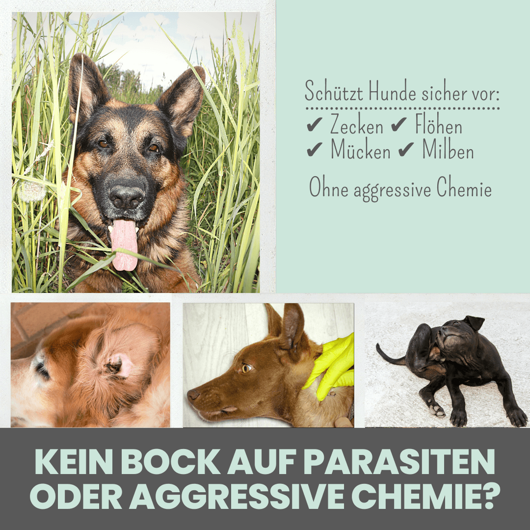 NOMS+ - Zpot-On für Hunde – Natürlicher Zeckenschutz gegen Zecken, Flöhe, Milben & Mücken - OSSO BLU