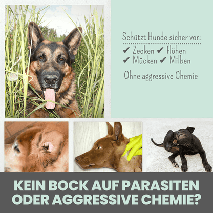 NOMS+ - Zpot-On für Hunde – Natürlicher Zeckenschutz gegen Zecken, Flöhe, Milben & Mücken - OSSO BLU