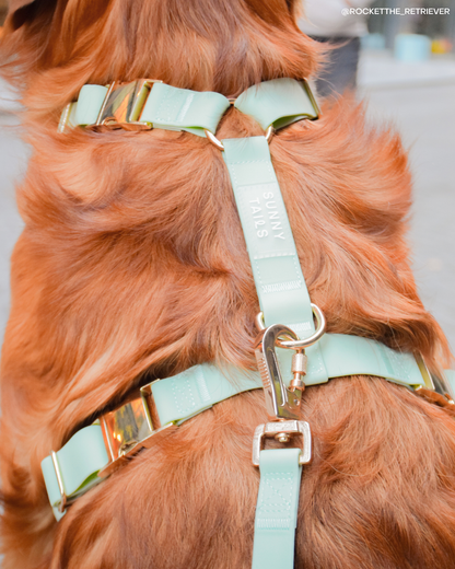 SUNNY TAILS - Wasserdichtes Hundegeschirr - Pistaziengrün - OSSO BLU