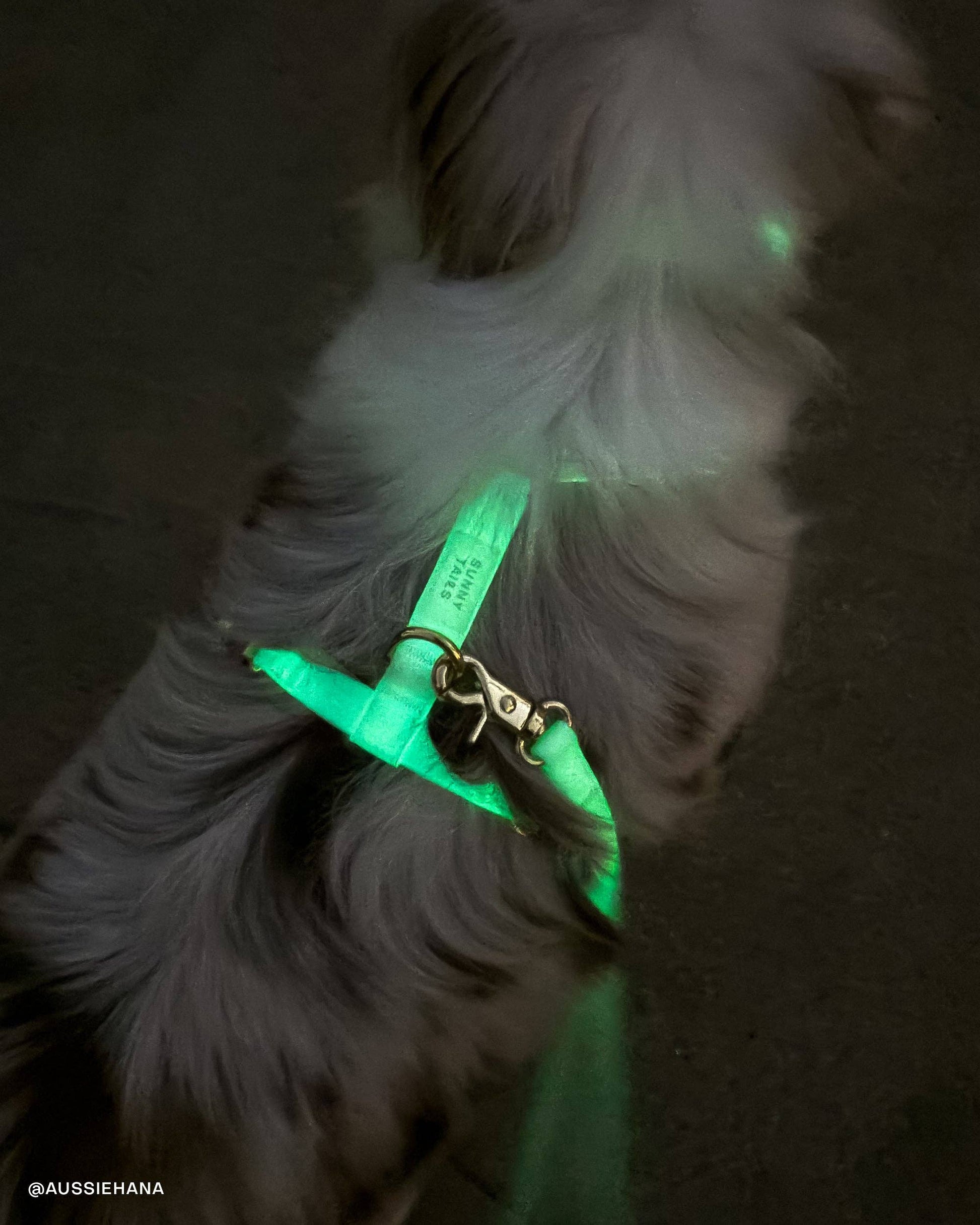 SUNNY TAILS - Wasserdichte Hundeleine - Glow in the Dark - OSSO BLU