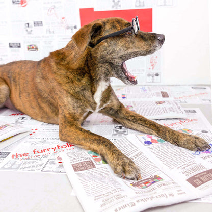 the furryfolks - Zeitungsausgabe Nr. 2 Nosework-Spielzeug - OSSO BLU