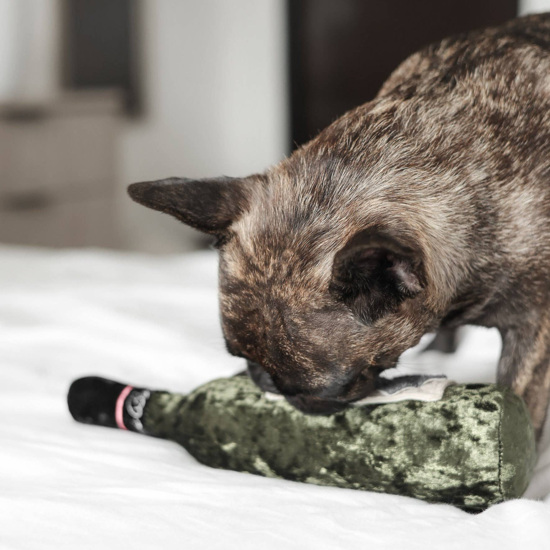 LAMBWOLF COLLECTIVE - MERLOT – Beschäftigungsspielzeug für Hunde - OSSO BLU