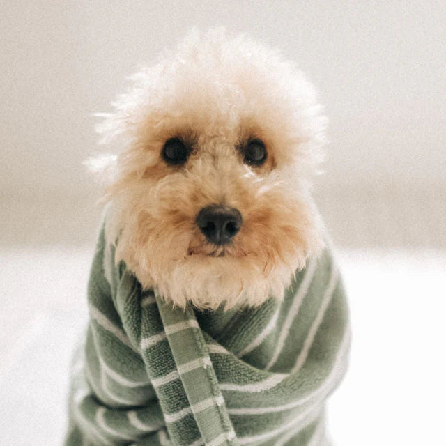 GIOLA BEAUTY - Olio per pelo e cute di cani