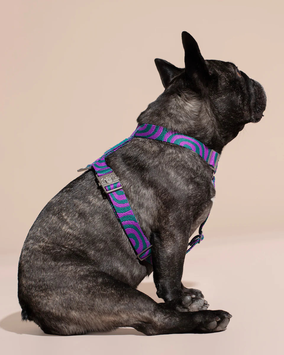 HOT DOGGIES - Geschirr „Lola Groove“ - OSSO BLU