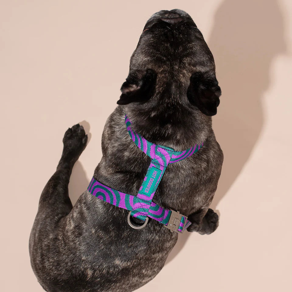HOT DOGGIES - Pettorina "Lola Groove"