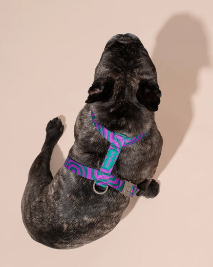 HOT DOGGIES - Geschirr „Lola Groove“ - OSSO BLU