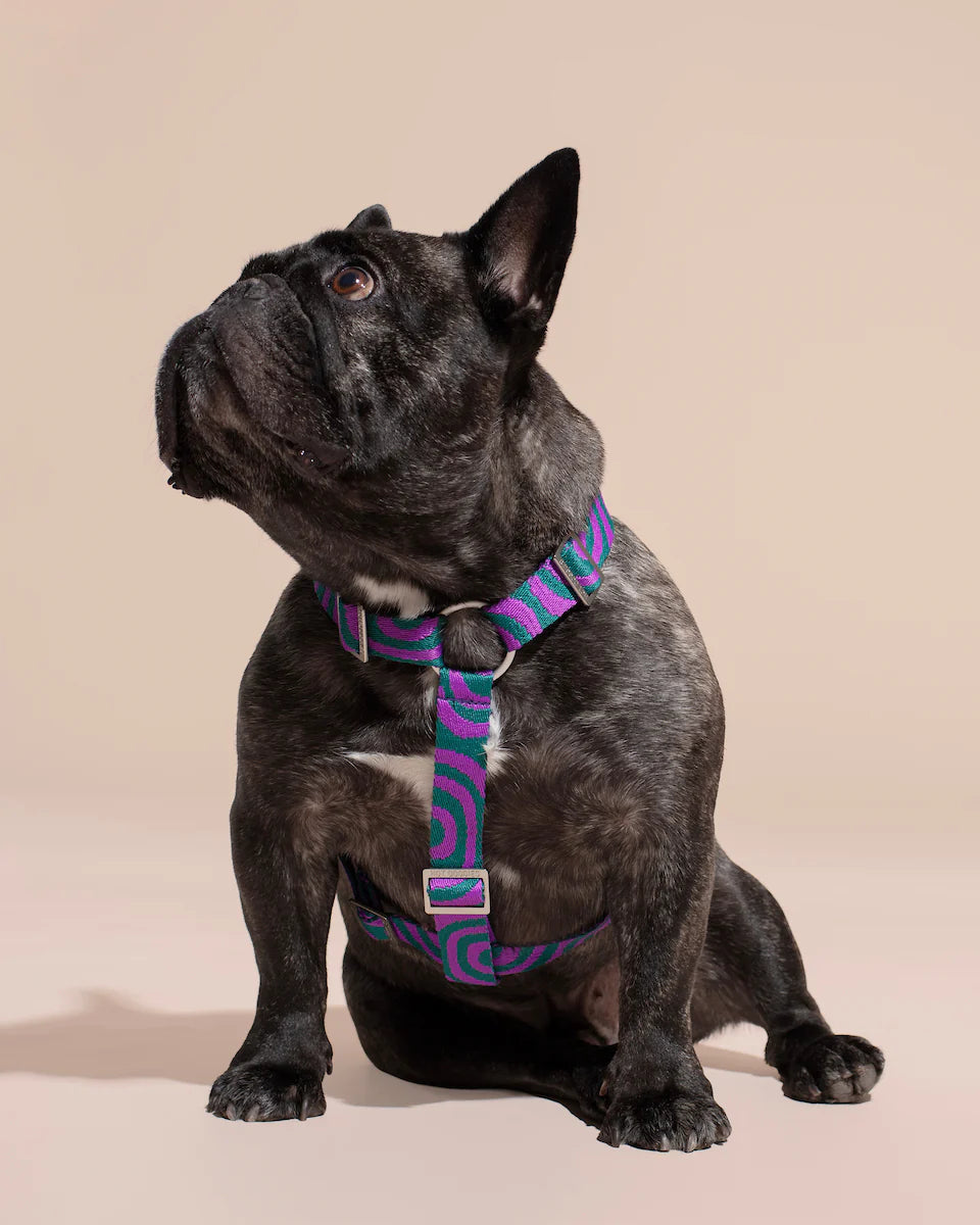 HOT DOGGIES - Geschirr „Lola Groove“ - OSSO BLU
