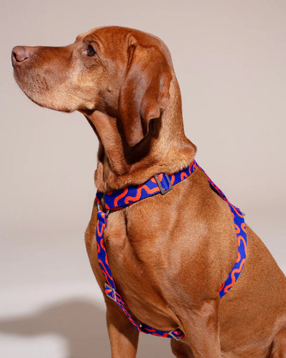 HOT DOGGIES - Geschirr „Rocky Electric“ - OSSO BLU