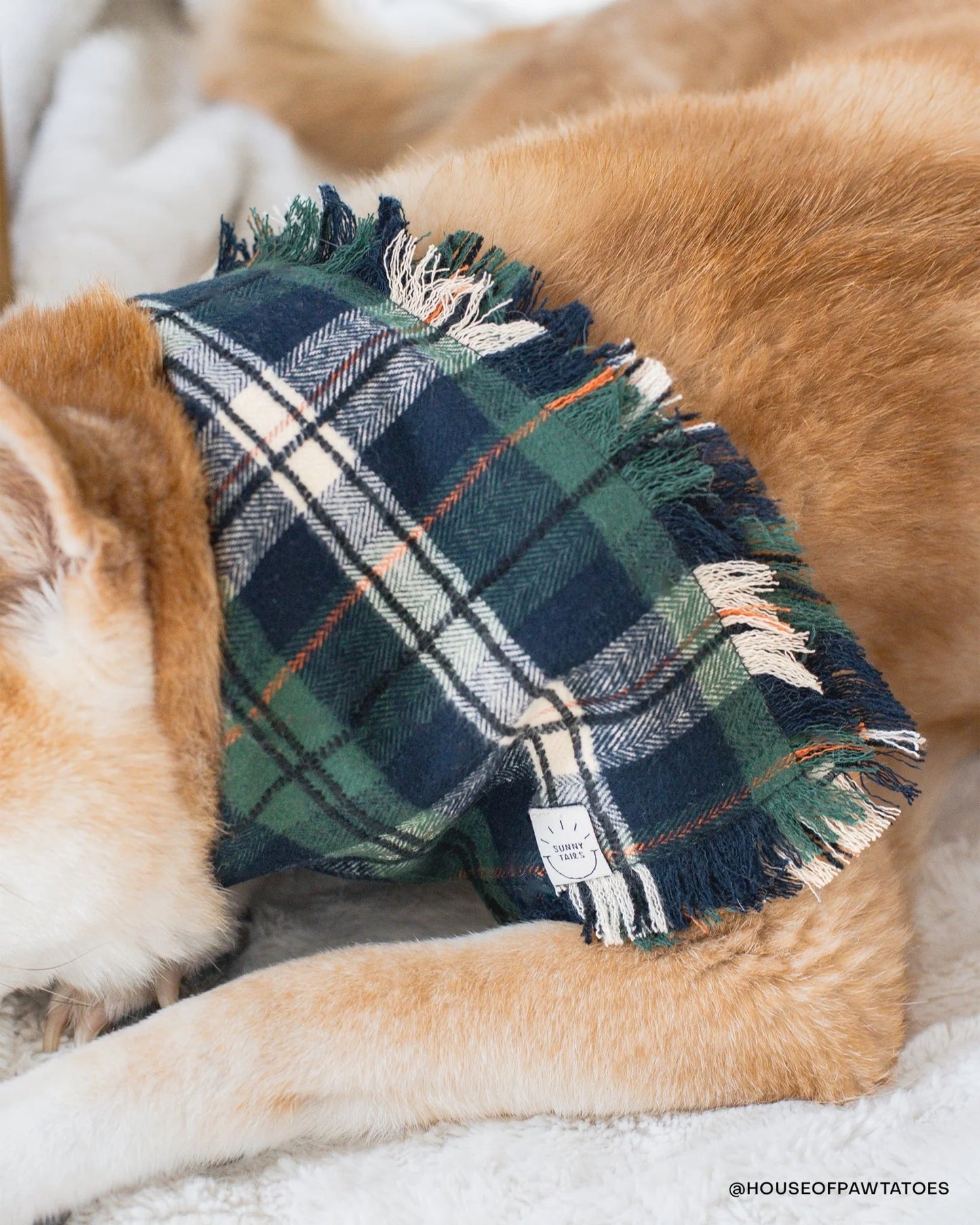 SUNNY TAILS – Frayed Dog Bandana – Evergreen Plaid