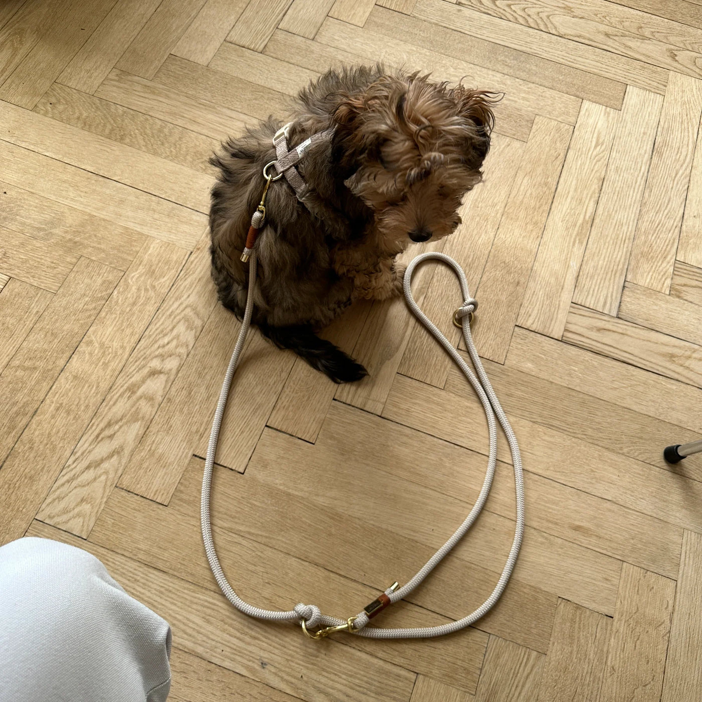 DREW'S DOGWEAR - Cortado / Pettorina