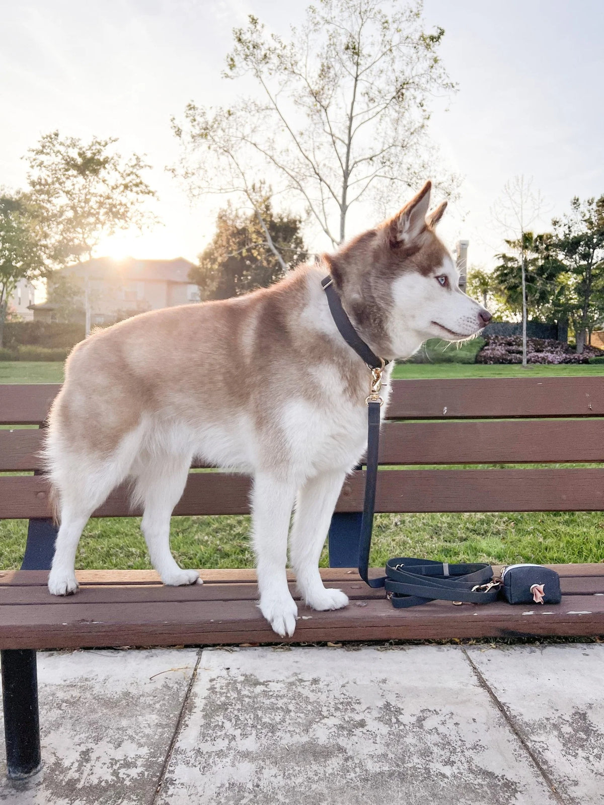 SUNNY TAILS – Kotbeutelspender Ember Black