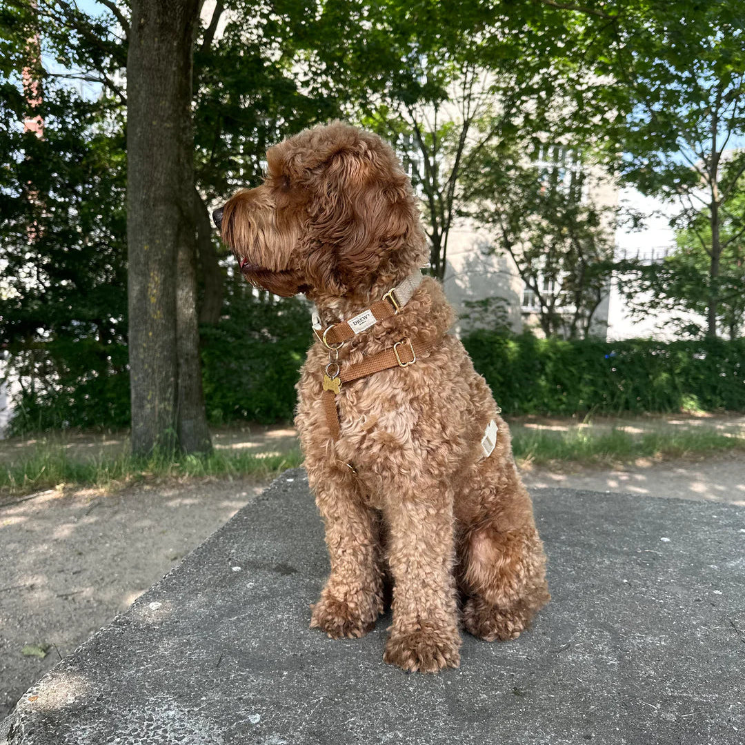 DREW'S DOGWEAR - Cortado / Collare per cani