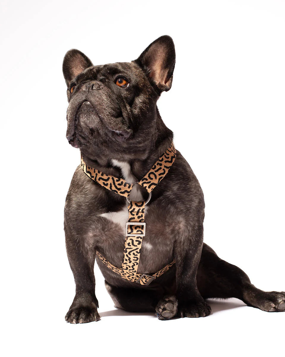 HOT DOGGIES - Geschirr „Coco Noir“ - OSSO BLU